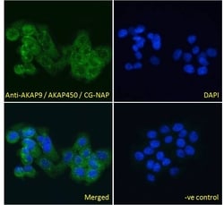 Invitrogen AKAP9 Polyclonal Antibody 100 &mu;g; Unconjugated:Antibodies,