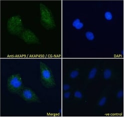 Invitrogen AKAP9 Polyclonal Antibody 100 &mu;g; Unconjugated:Antibodies,