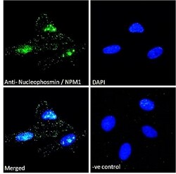 Invitrogen NPM1 Polyclonal Antibody 100 &mu;g; Unconjugated:Antibodies,