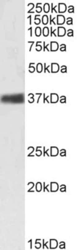 Invitrogen NPM1 Polyclonal Antibody 100 &mu;g; Unconjugated:Antibodies,