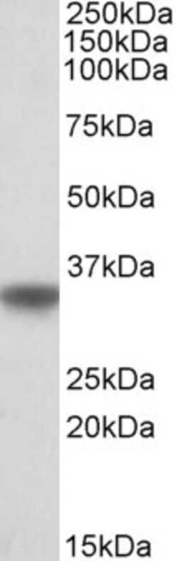 Invitrogen APOE Polyclonal Antibody 100 μg; Unconjugated:Antibodies,