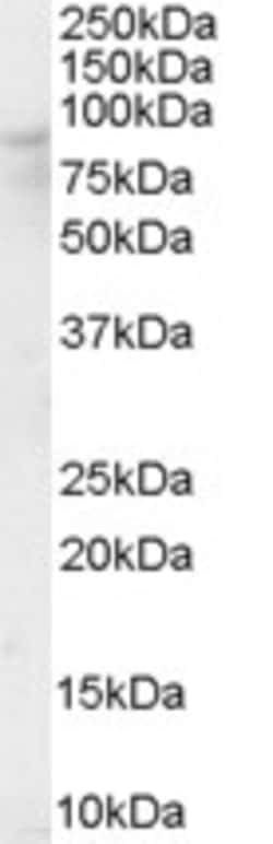 Invitrogen OSBP Polyclonal Antibody 100 &mu;g; Unconjugated:Antibodies,