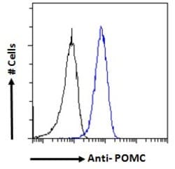 POMC Polyclonal Antibody, Invitrogen 100 &mu;g; Unconjugated:Antibodies,