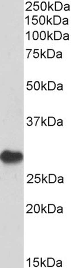 PD-1 Polyclonal Antibody, Invitrogen 100 &mu;g; Unconjugated:Antibodies,