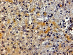 Invitrogen LRP5 Polyclonal Antibody 100 &mu;g; Unconjugated:Antibodies,