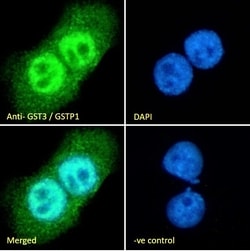 Invitrogen GSTP1 Polyclonal Antibody 100 &mu;g; Unconjugated:Antibodies,