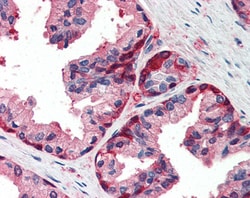 Invitrogen GSTP1 Polyclonal Antibody 100 &mu;g; Unconjugated:Antibodies,