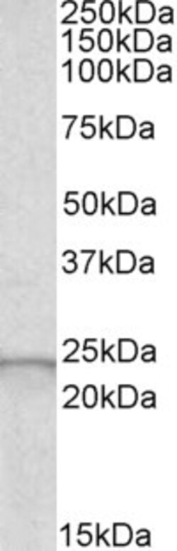 Invitrogen GPX2 Polyclonal Antibody 100 μg; Unconjugated:Antibodies,