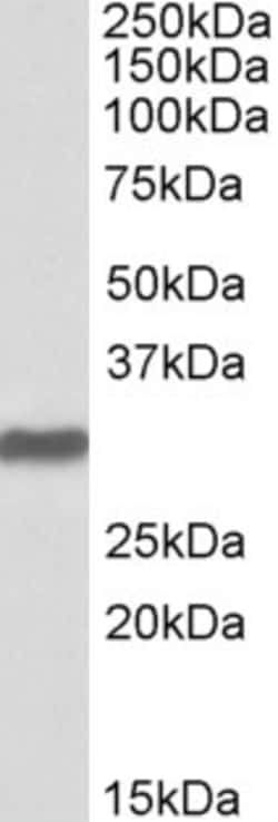 Invitrogen OCT4 Polyclonal Antibody 100 &mu;g; Unconjugated:Antibodies,