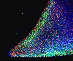Invitrogen Nanog Polyclonal Antibody 100 &mu;g; Unconjugated:Antibodies,