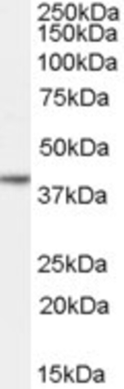 Invitrogen Nanog Polyclonal Antibody 100 &mu;g; Unconjugated:Antibodies,