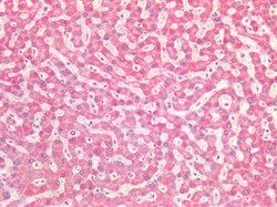 Invitrogen SDHB Polyclonal Antibody 100 &mu;g; Unconjugated:Antibodies,