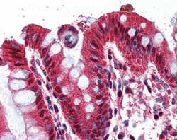 Invitrogen Ghrelin Polyclonal Antibody 100 &mu;g; Unconjugated:Antibodies,