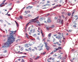 Invitrogen Ghrelin Polyclonal Antibody 100 &mu;g; Unconjugated:Antibodies,