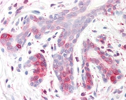 Invitrogen ERLIN2 Polyclonal Antibody 100 &mu;g; Unconjugated:Antikörper