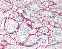 Invitrogen MAOA Polyclonal Antibody 100 &mu;g; Unconjugated:Antibodies,