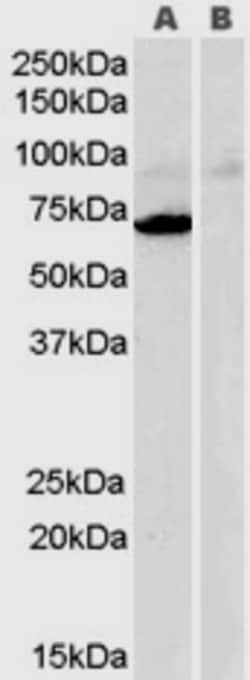 Invitrogen MAOA Polyclonal Antibody 100 &mu;g; Unconjugated:Antibodies,