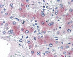 Invitrogen PCK1 Polyclonal Antibody 100 &mu;g; Unconjugated:Antibodies,