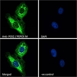 Invitrogen PCK2 Polyclonal Antibody 100 &mu;g; Unconjugated:Antibodies,