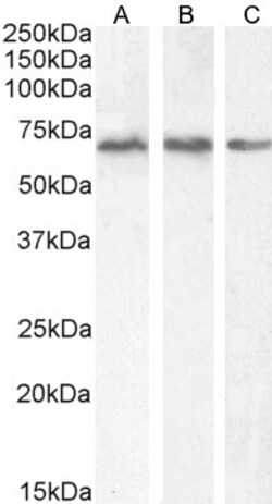Invitrogen PCK2 Polyclonal Antibody 100 &mu;g; Unconjugated:Antibodies,