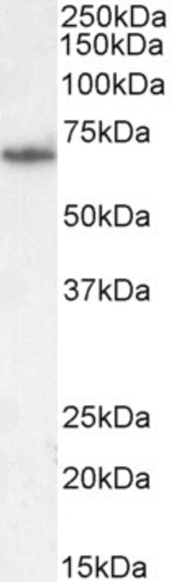 Invitrogen PCK2 Polyclonal Antibody 100 &mu;g; Unconjugated:Antibodies,