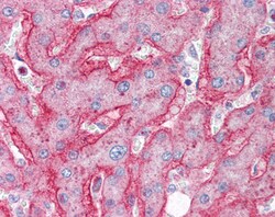 Invitrogen ENPP1 Polyclonal Antibody 100 &mu;g; Unconjugated:Antibodies,