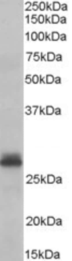 Invitrogen TAZ Polyclonal Antibody 100 &mu;g; Unconjugated:Antibodies,