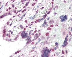 Invitrogen HP1 beta Polyclonal Antibody 100 &mu;g; Unconjugated:Antibodies,