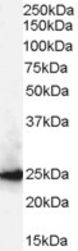 Invitrogen HP1 beta Polyclonal Antibody 100 &mu;g; Unconjugated:Antibodies,