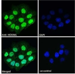 Invitrogen HEXIM1 Polyclonal Antibody 100 &mu;g; Unconjugated:Antibodies,