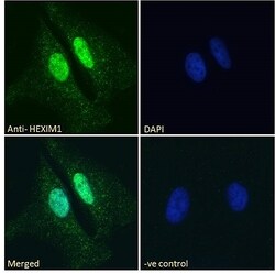 Invitrogen HEXIM1 Polyclonal Antibody 100 &mu;g; Unconjugated:Antibodies,