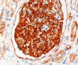 Invitrogen NHERF2 Polyclonal Antibody 100 &mu;g; Unconjugated:Antibodies,