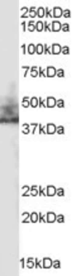 Invitrogen NHERF2 Polyclonal Antibody 100 &mu;g; Unconjugated:Antibodies,