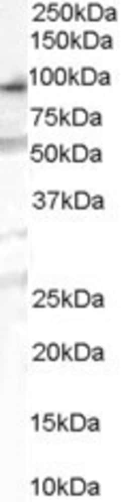 Invitrogen OSBPL10 Polyclonal Antibody 100 &mu;g; Unconjugated:Antibodies,