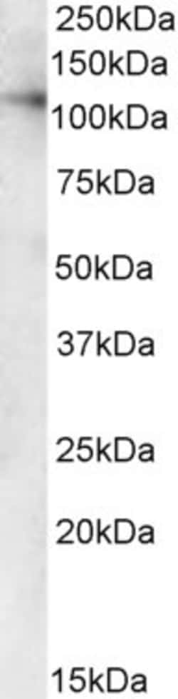 Invitrogen VDP Polyclonal Antibody 100 &mu;g; Unconjugated:Antibodies,