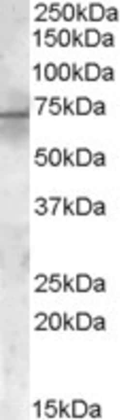 Invitrogen PDK1 Polyclonal Antibody 100 &mu;g; Unconjugated:Antibodies,