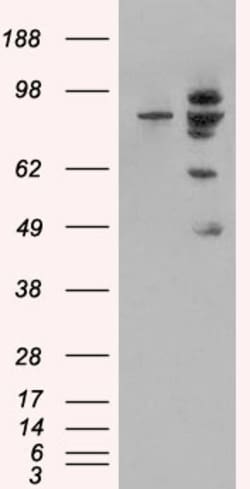 Invitrogen MDM2 Polyclonal Antibody 100 &mu;g; Unconjugated:Antibodies,