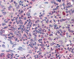 Invitrogen KPNB1 Polyclonal Antibody 100 &mu;g; Unconjugated:Antibodies,