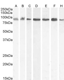 Invitrogen KPNB1 Polyclonal Antibody 100 &mu;g; Unconjugated:Antibodies,