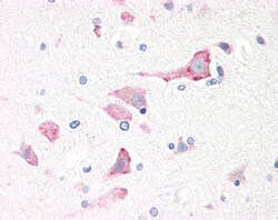 Invitrogen RPS19 Polyclonal Antibody 100 &mu;g; Unconjugated:Antibodies,