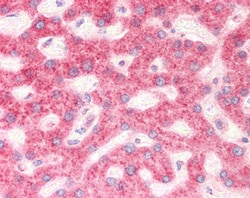 Invitrogen RPS19 Polyclonal Antibody 100 &mu;g; Unconjugated:Antibodies,