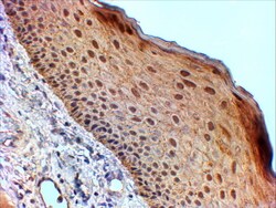Invitrogen 14-3-3 sigma Polyclonal Antibody 100 &mu;g; Unconjugated:Antibodies,