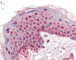 Invitrogen 14-3-3 sigma Polyclonal Antibody 100 &mu;g; Unconjugated:Antibodies,