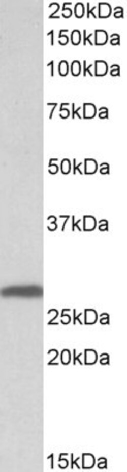 Invitrogen 14-3-3 sigma Polyclonal Antibody 100 &mu;g; Unconjugated:Antibodies,
