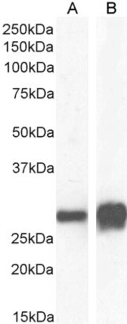 Invitrogen 14-3-3 sigma Polyclonal Antibody 100 &mu;g; Unconjugated:Antibodies,