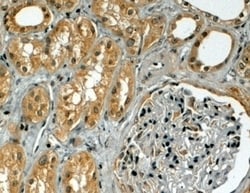 Invitrogen TRIM5 alpha Polyclonal Antibody 100 &mu;g; Unconjugated:Antibodies,