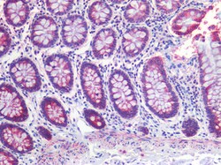 Invitrogen SCD Polyclonal Antibody 100 &mu;g; Unconjugated:Antibodies,