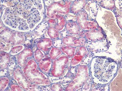 Invitrogen SCD Polyclonal Antibody 100 &mu;g; Unconjugated:Antibodies,