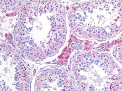 Invitrogen SCD Polyclonal Antibody 100 &mu;g; Unconjugated:Antibodies,