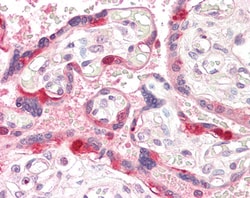 Invitrogen GEF5 Polyclonal Antibody 100 &mu;g; Unconjugated:Antikroppar